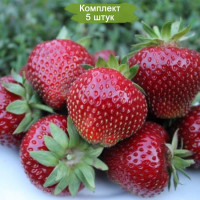 Комплект 5шт  / Земляника Мальвина (Не ремонтантная/Поздняя)